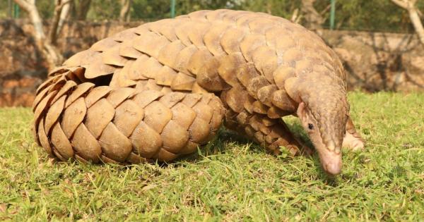 Прилепите имат изключително проактивни имунни системи което означава че са