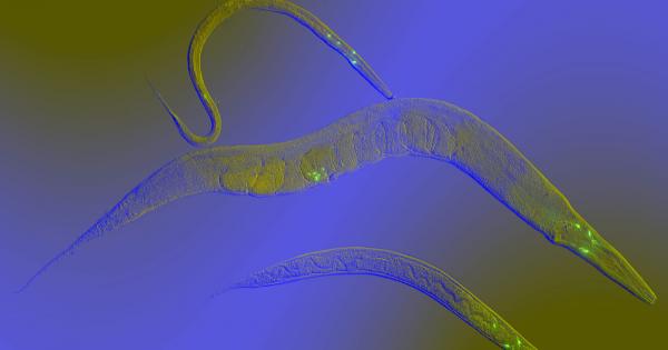 Учени използват умението на микроскопичните червеи да надушват рака на