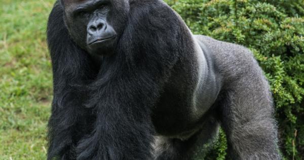 Кинг Конг е художествено чудовище наподобяващо гигантска горила което участва