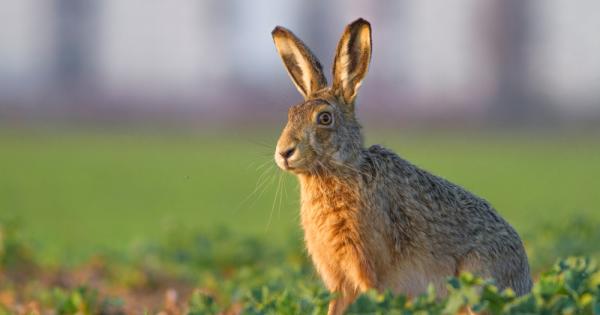 Дивият заек е вид средно голям бозайник който е разпространен