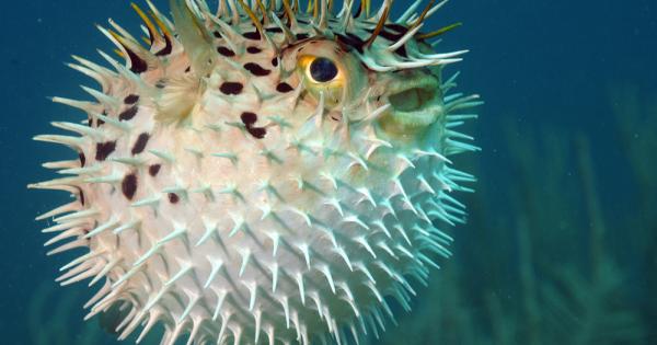 Внимание смъртоносен деликатес Колкото и да обичате риба не всяка е