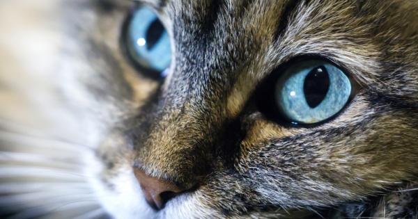 Чудили ли сте се някога какво вижда пчеличката докато прелита