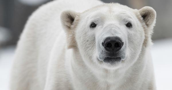 Проучване разкри че белите мечки и техните малки ще умират