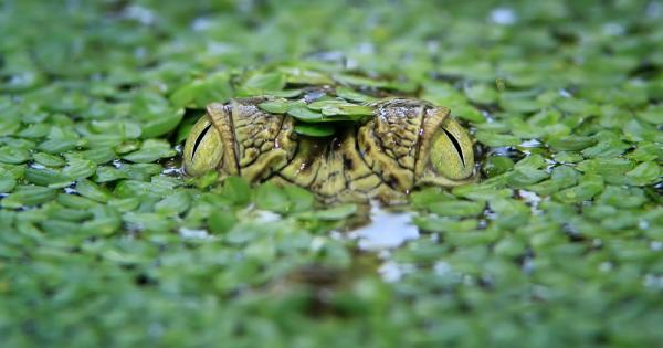 Да не бихте искали да си имате работа с него Най големият