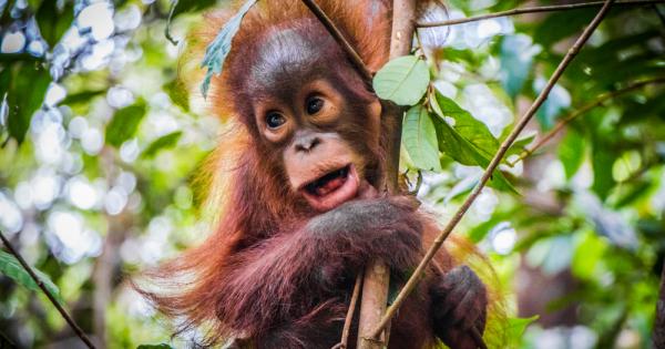 Орангутаните могат да издават по два отделни звука едновременно подобно