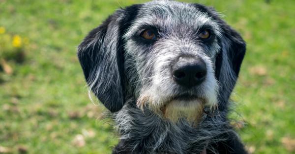 Когато слухът на кучето започне да отслабва менталните му умения