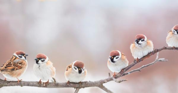 Популациите на врабчета у нас драстично намаляват През последните години