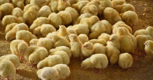 Оказва се че пилетата подобно на хората притежават индивидуалност а