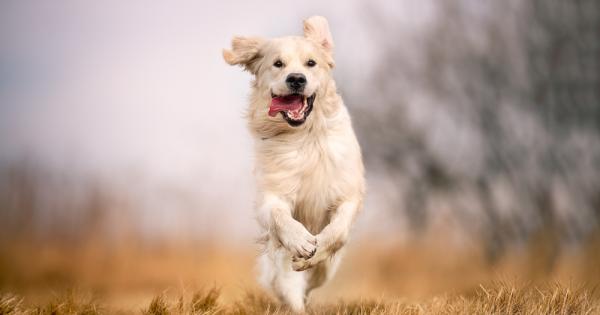Кучетата ще направят всичко по силите си за да се