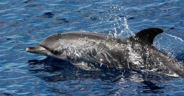 Кайли, див делфин от Шотландия, бе записана, докато си разговаря“