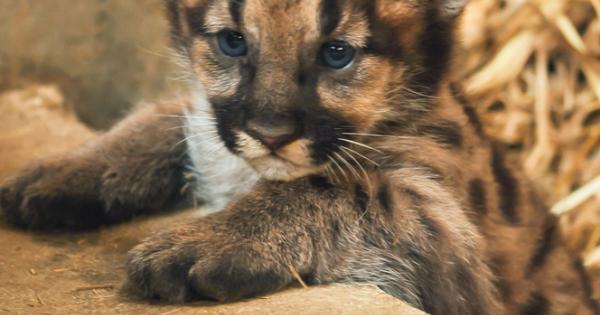 Някога в едно юлско лято момиче намерило в гората малко