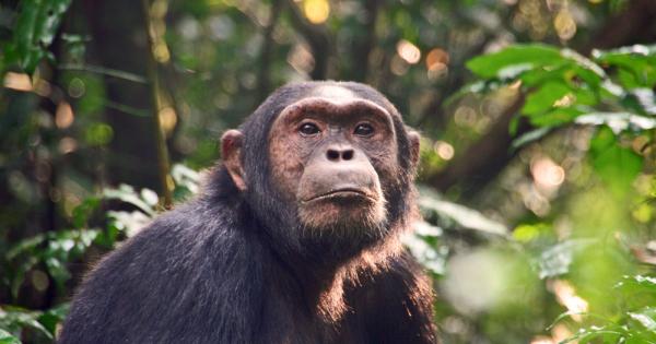 За първи изследователи наблюдаваха как шимпанзета извършват смъртоносни атаки на