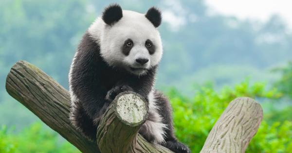 В дни в които жадуваме за добри новини пандата е