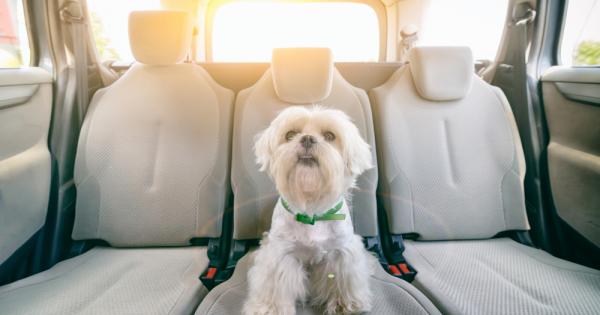 Кучетата предпочитат електрическите автомобили пред дизеловите защото те са по тихи
