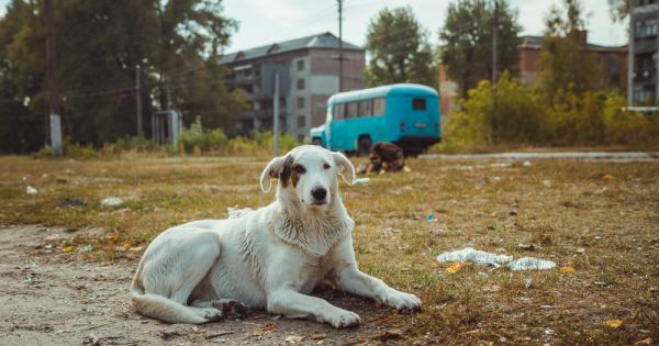 Ново изследване проучи стотици бездомни кучета бродещи из развалините на
