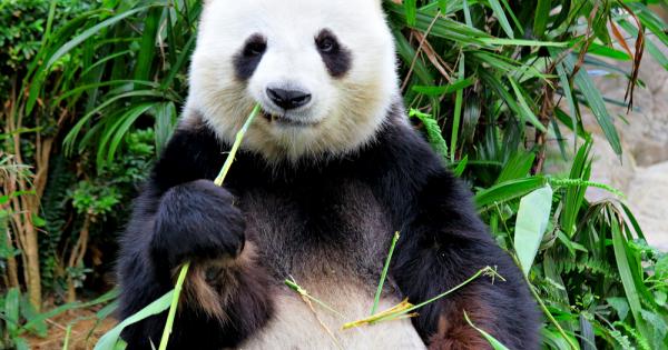 За него е трудно да се каже дали е по лаком