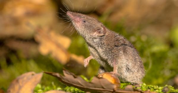 Предполага се че нов вирус наречен Лангя хенипавирус Langya henipavirus