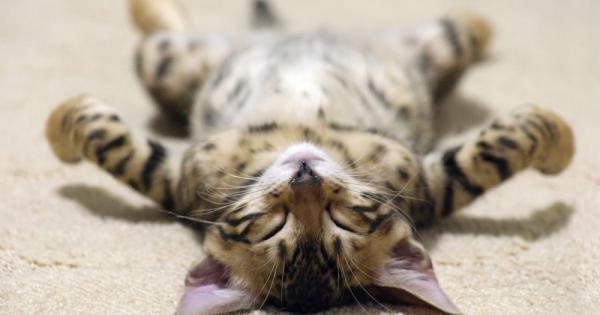 Сънуват ли котките Повечето стопани биха се заклели че котките им