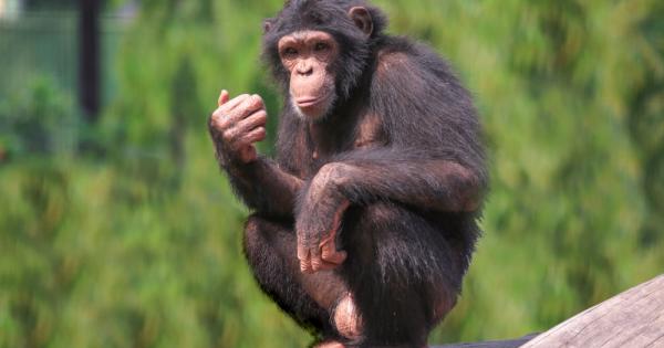 Шимпанзетата разбират какво значи готвене на храна и нещо повече