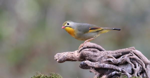 Имало един славей в гората който изгубил родителите си Когато