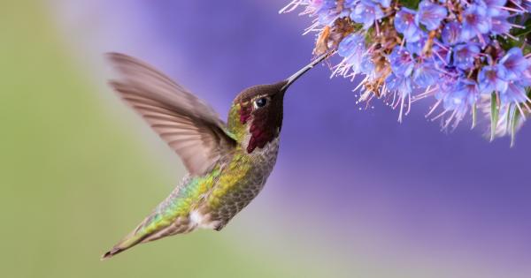 1 Канада е индийска дума която се превежда като голямо село 2 Само