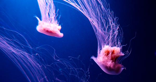 Фотографите Дан Абот и Лиза Дейли заснеха гигантска медуза Rhizostoma pulmo