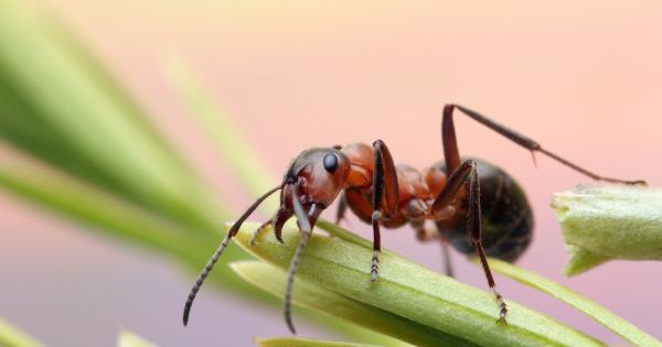 Мравките няма да успеят да се адаптират към повишените температури