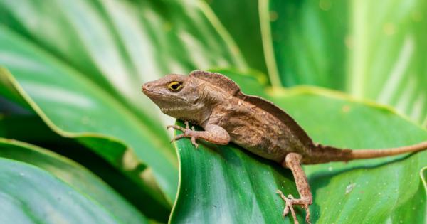 Гущери които някога са живели в горите но сега се