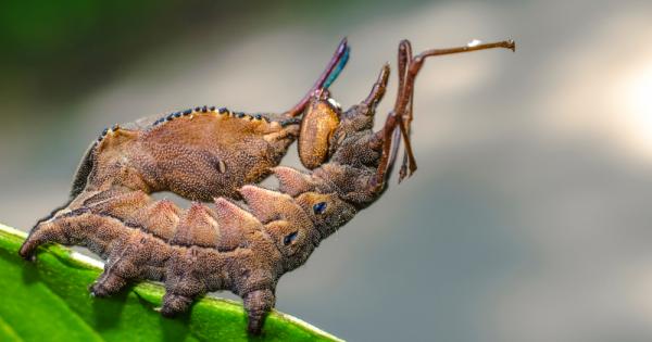 Голямата нощна пеперуда вилоопашка не изглежда нищо особено даже е