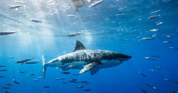 Акулите са известни със скоростта и пъргавостта си във водата