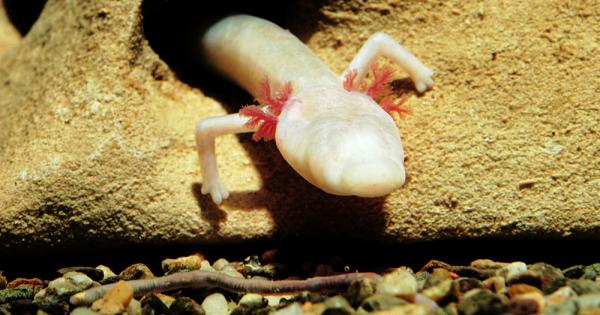 В дълбините на една европейска пещера живее най мързеливото и най обикновено