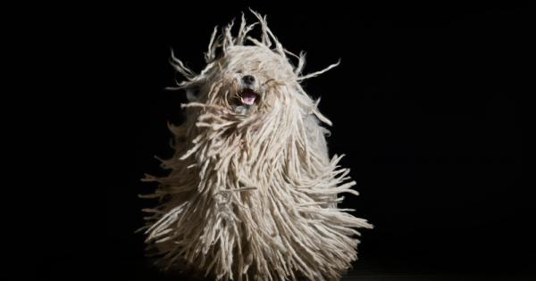 Чували ли сте за пули Може би само сте го