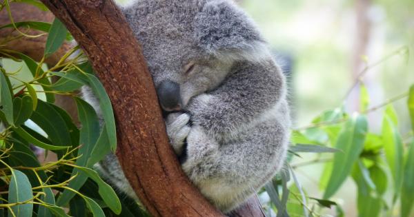 Австралия включи култовата и изключително очарователна коала в списъка със