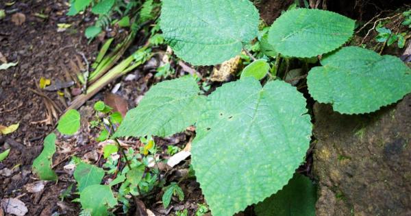 Отровният бръшлян и копривата могат да предизвикат доста силен дискомфорт