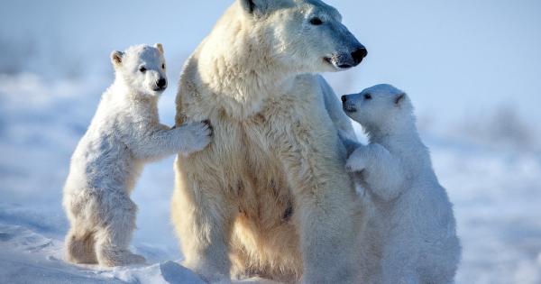 Бялата мечка Ursus maritimus наричана още полярна мечка е бозайник
