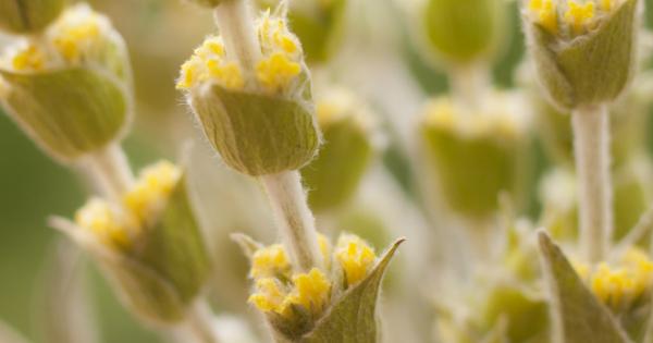 Мурсалският чай е многогодишно растение Смята се за билка с