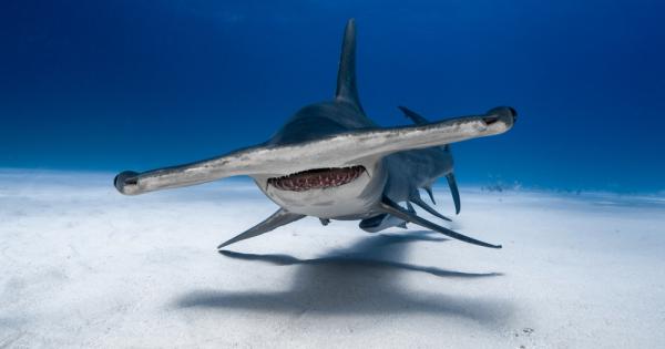 Акулите чук изглеждат странно сякаш някой е хванал черепа