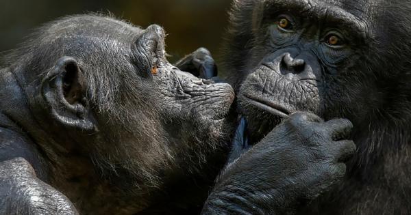 През 2019 г младият специалист по еволюционна биология Алесандра Маскаро