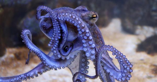 Октоподите са изключително интелигентни тъй като мозъците им са еволюирали