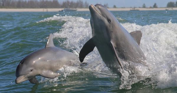 Ожесточената конкуренция за женски индивиди принуждава мъжките афали наричани още