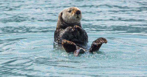 Най дребният морски бозайник е морската видра Това е рядък вид