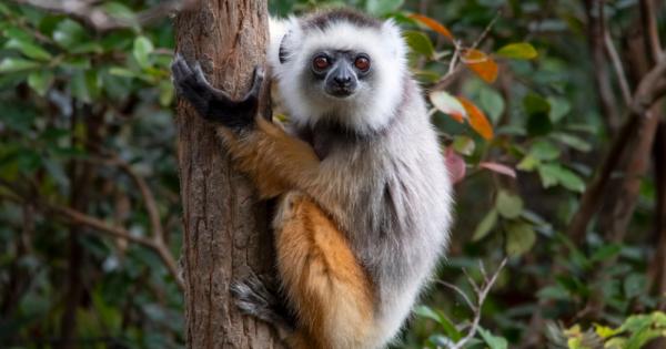 Лемурите от вида Качулат индри Бял сифака прегръщат стволовете на
