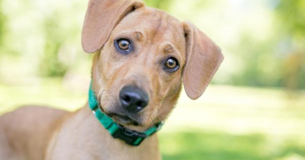 Кучетата са много по хитри отколкото си мислим – те ще