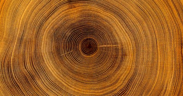 Изследване на дървесни пръстени показва как суша е погубила древната