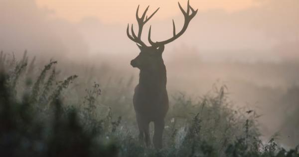 Всяка зодия има своя аналог в животинския свят Някои са