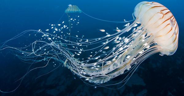 Медузите са в състояние да усещат океанските течения и активно