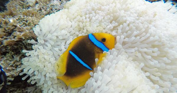 Почти всички животни спят Благодарение на съня тялото и умът