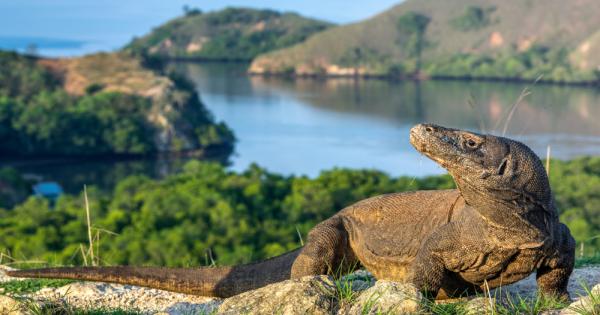Женски представител на застрашения вид огромни гущери комодски варан снесе яйца
