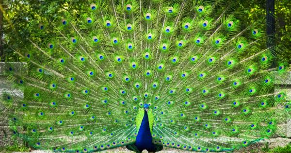 Въпреки че по правило жените се славят като по красивите създания