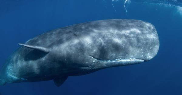 Кашалотът е хищен морски бозайник и обитава целия Световен океан